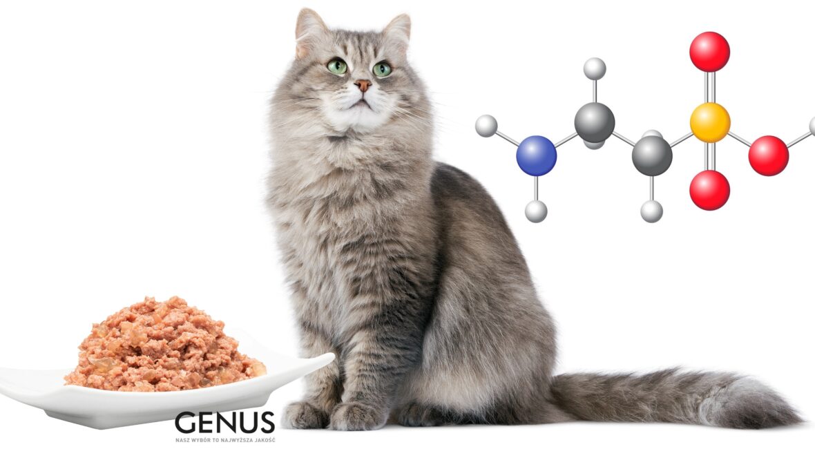 Tauryna w diecie kota, zapotrzebowanie i jej źródła